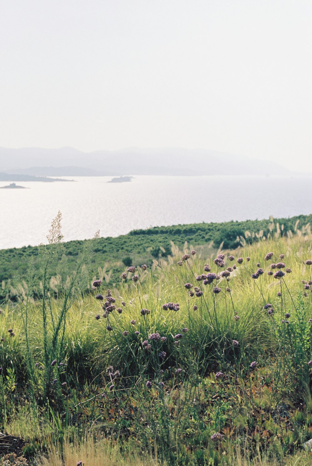 a cow standing on top of a lush green hillside