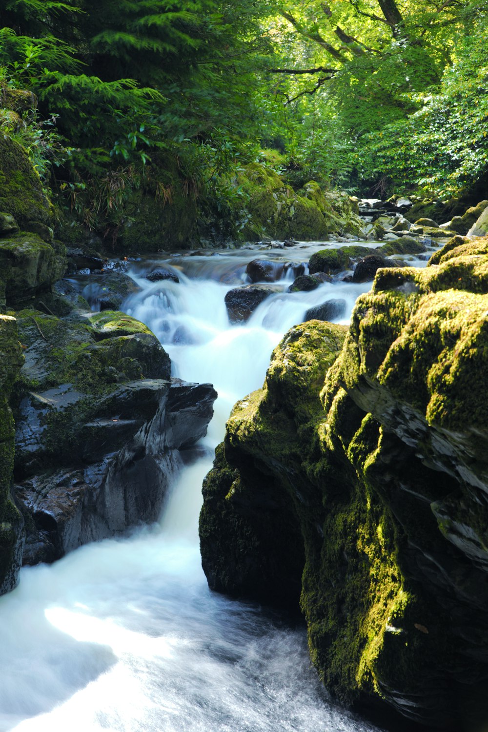 a river running through a lush green forest