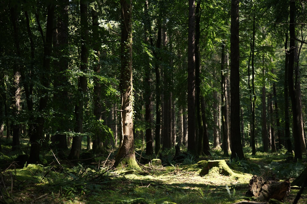 a lush green forest filled with lots of trees