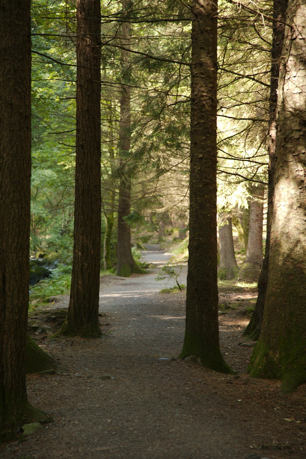 a path through a forest with lots of trees