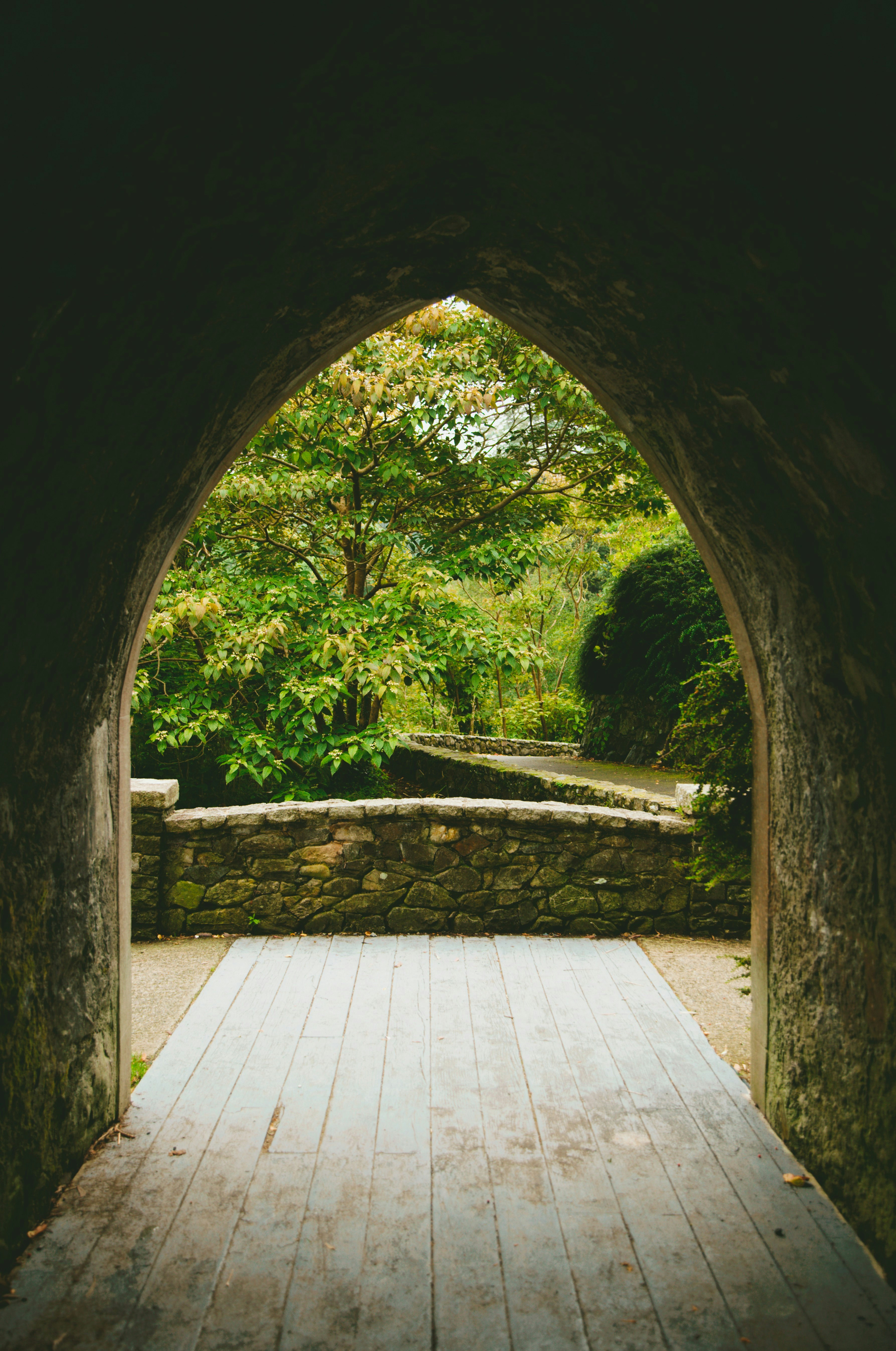a wooden walkway leading into a lush green forest