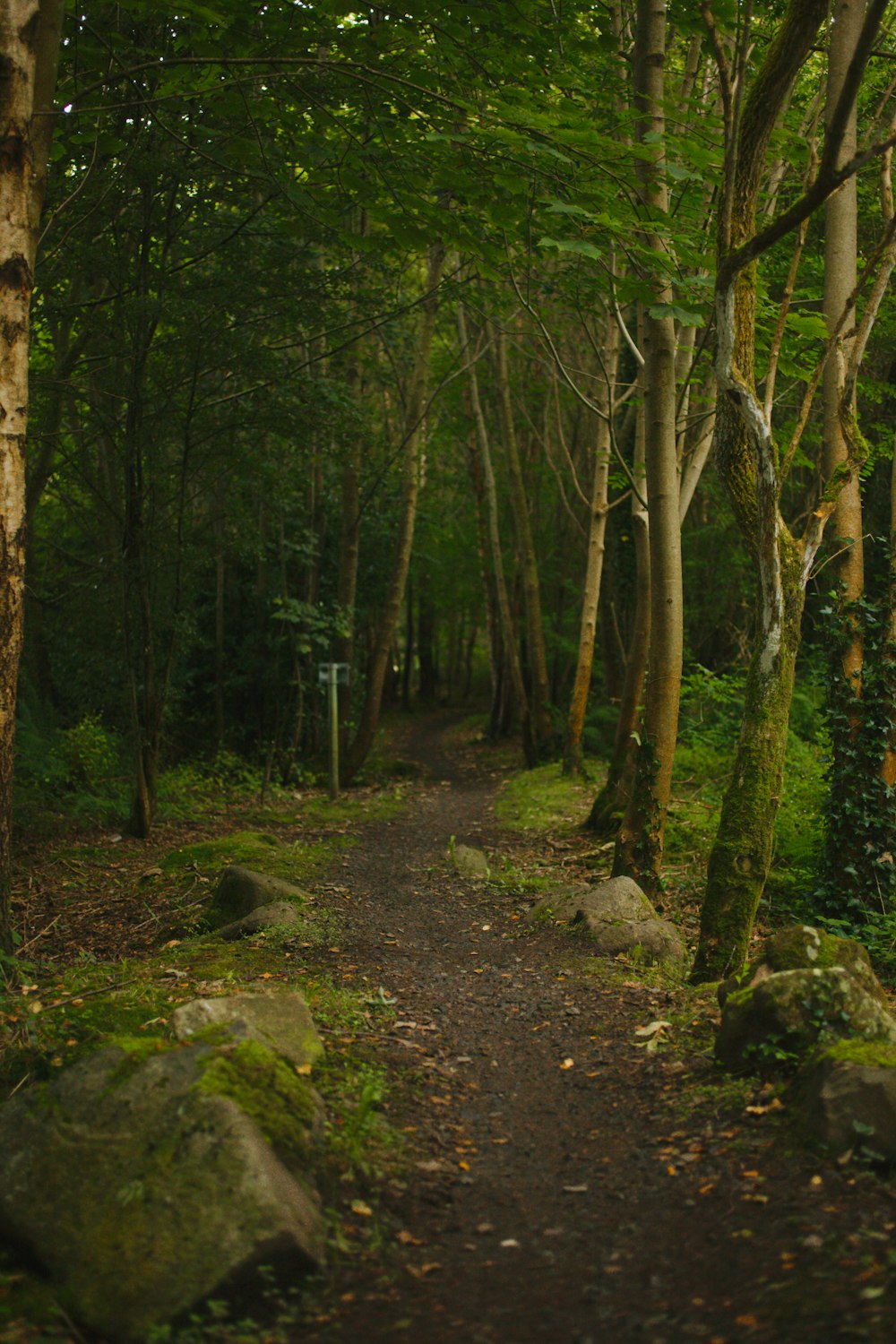 a path in the woods with rocks and trees