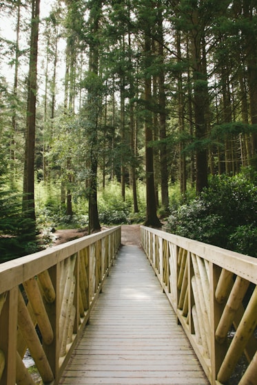 a wooden bridge in the middle of a forest