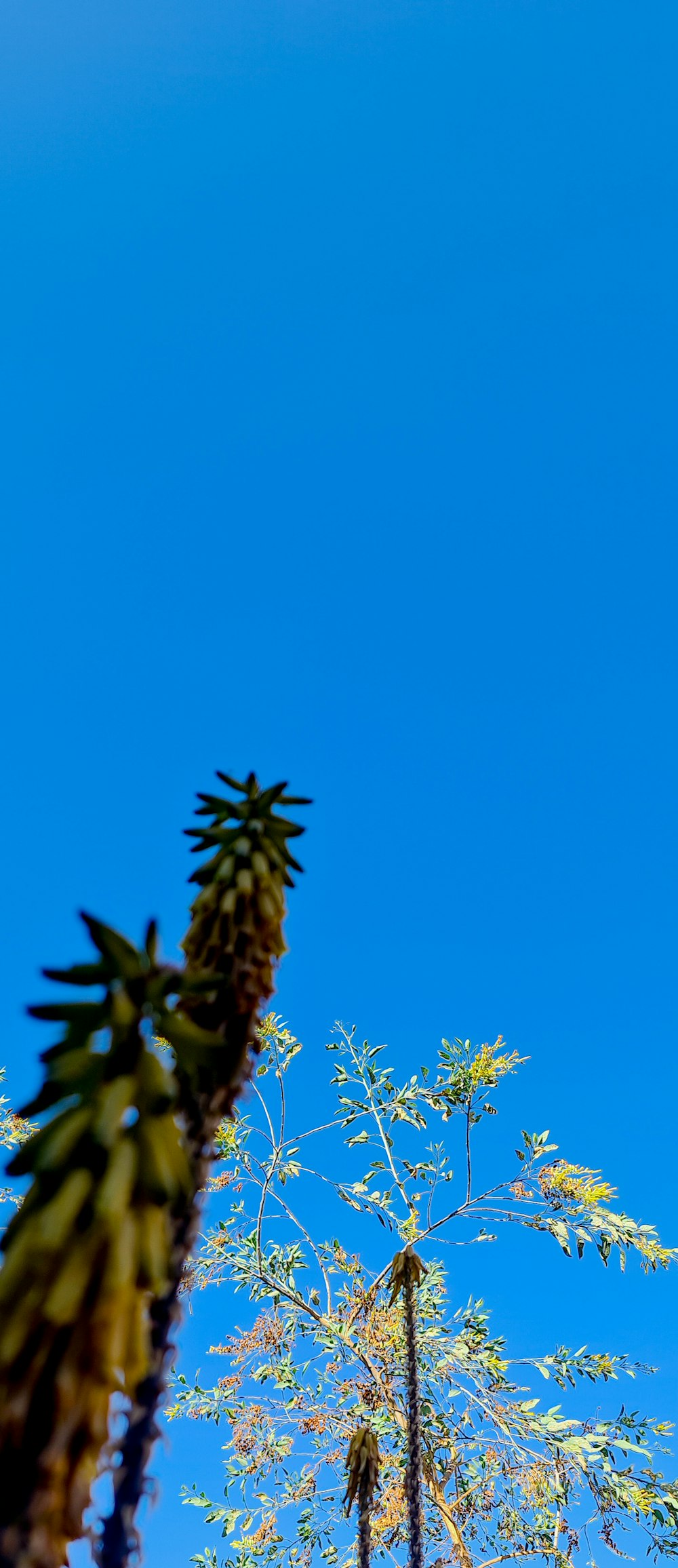 a tall palm tree with a blue sky in the background