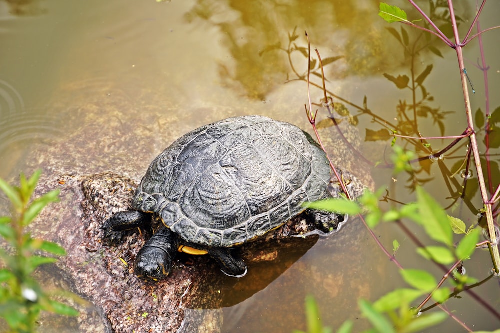 a turtle is sitting on a rock in the water