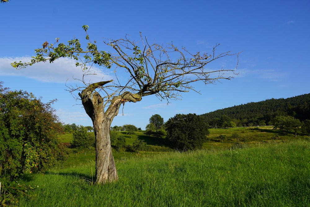 a bird perched on top of a tree in a field