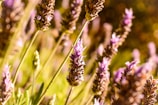 Lavender flowers with delicate purple petals and green stems are prominently featured. The background appears to be softly blurred, suggesting a field of similar flowers with warm sunlight creating a golden glow.