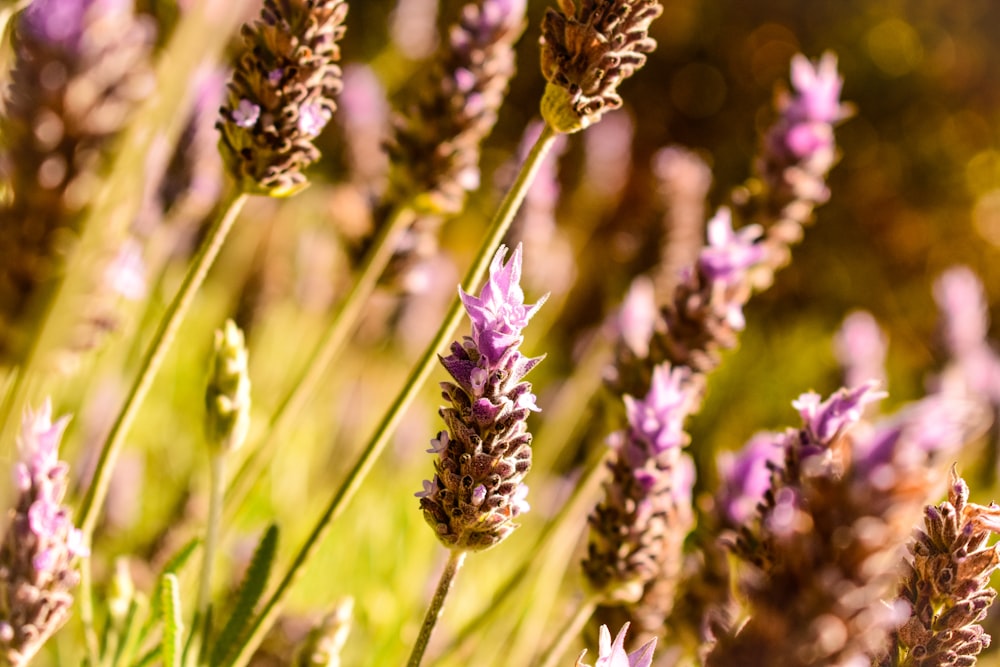 a bunch of purple flowers that are in the grass