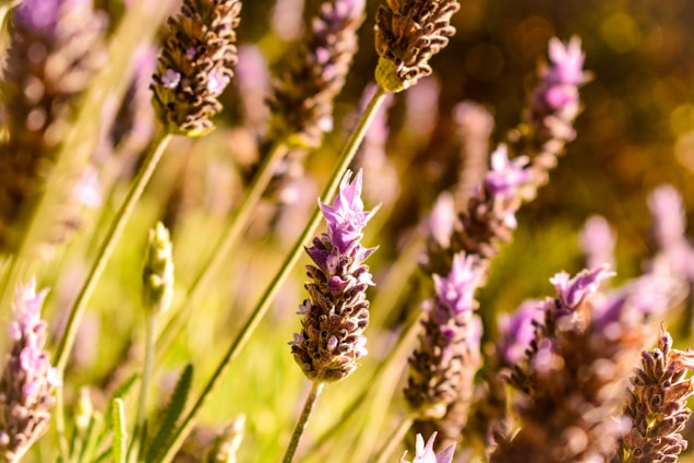 Lavender flowers with delicate purple petals and green stems are prominently featured. The background appears to be softly blurred, suggesting a field of similar flowers with warm sunlight creating a golden glow.