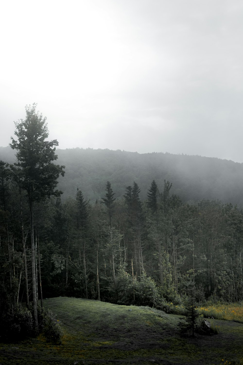 a foggy forest filled with lots of trees