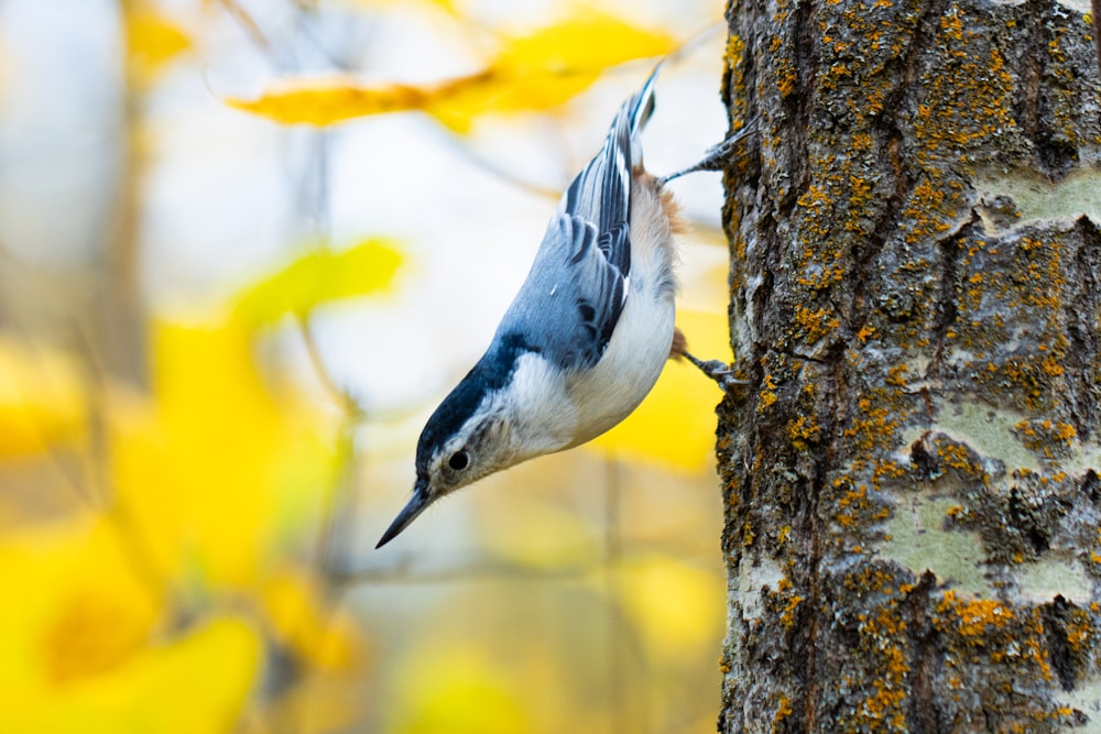 a blue and white bird on a tree trunk