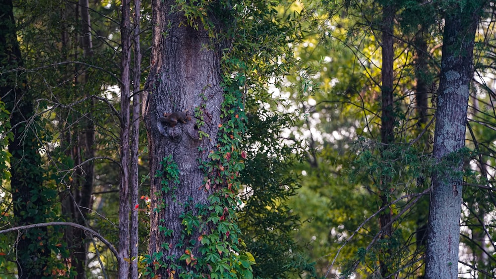 a tree with vines growing on it in a forest