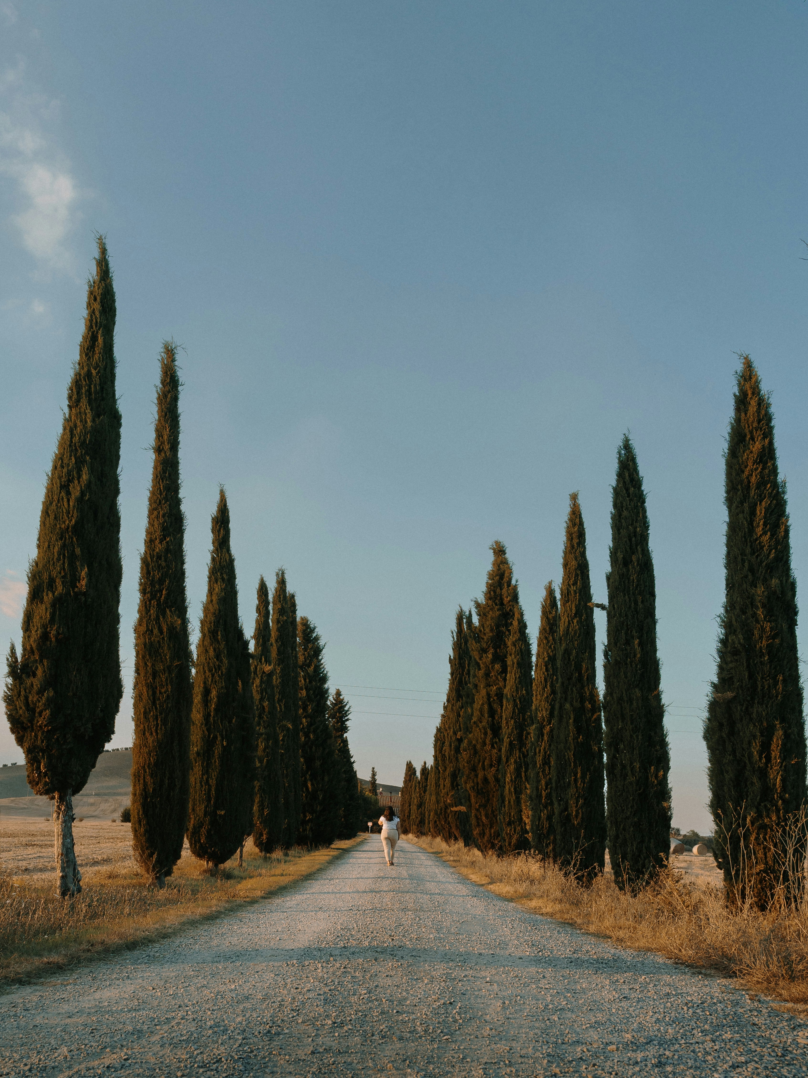 a person walking down a dirt road lined with trees