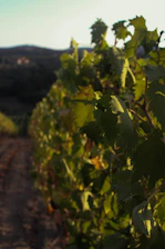 A scenic vineyard in Burgundy with rows of grapevines under a soft afternoon light.