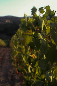 A scenic vineyard in Burgundy with rows of grapevines under a soft afternoon light.
