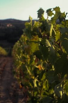A close-up view of vineyard rows with lush green leaves on grapevines, illuminated by warm, late afternoon sunlight. The background features slightly blurred, rolling hills and a soft blue sky.