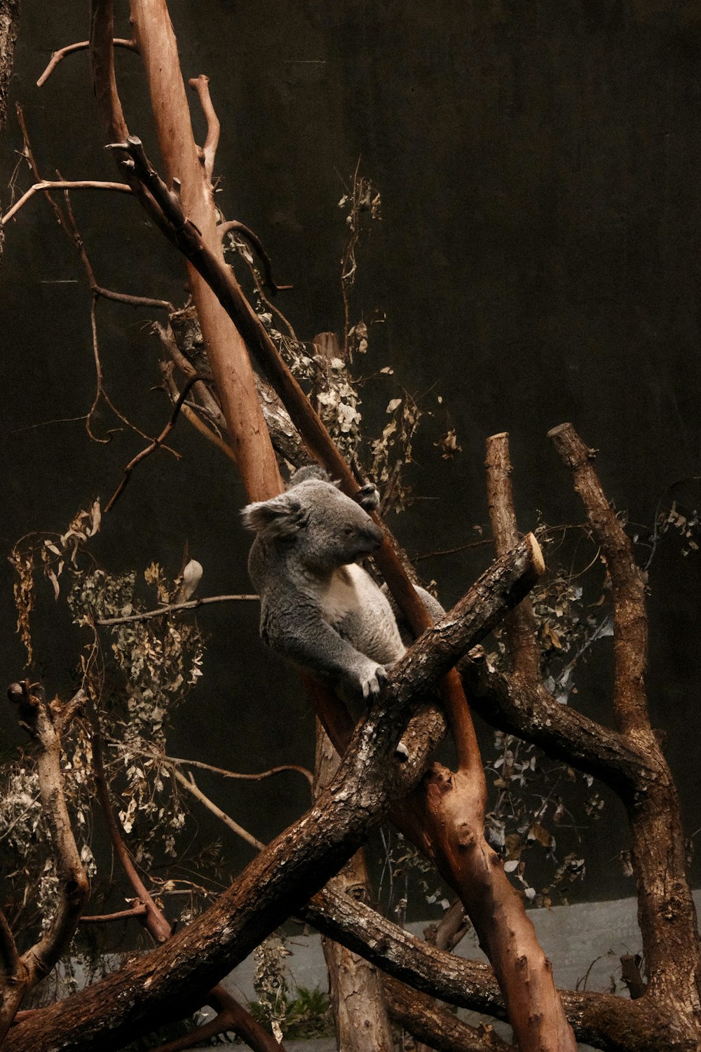 a koala is sitting on a tree branch