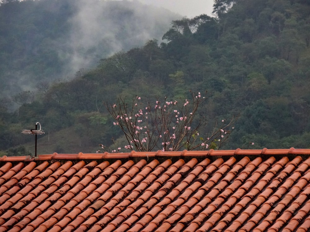 a bird is sitting on the roof of a house