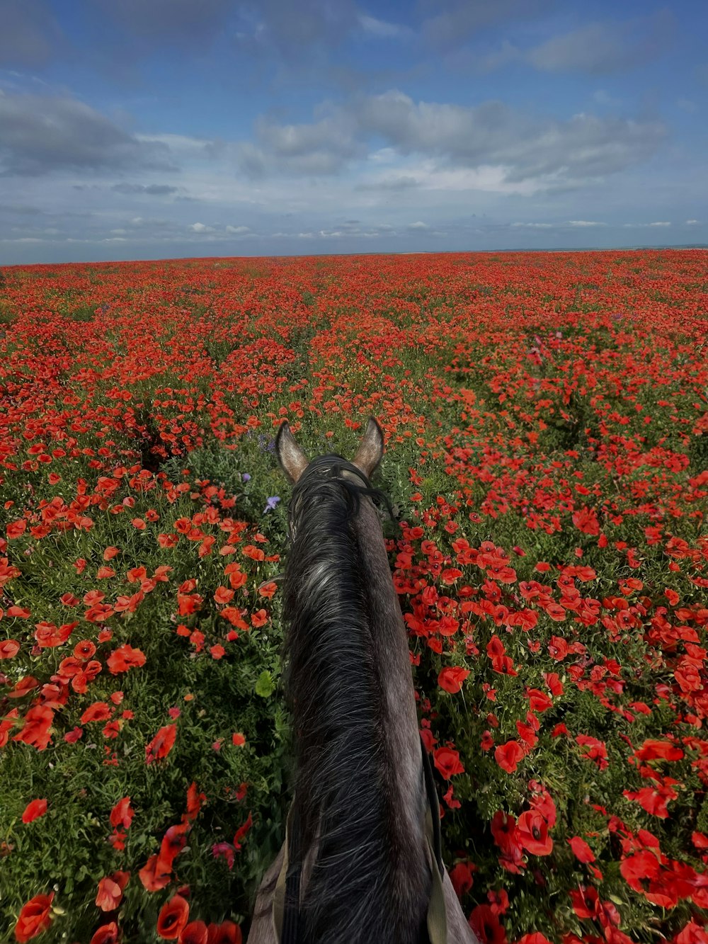 a horse standing in a field of red flowers