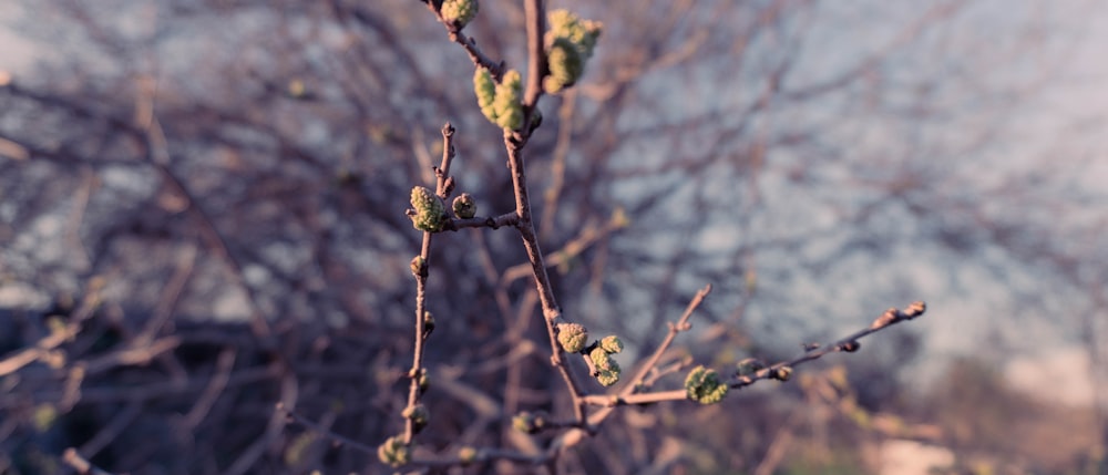 a tree with buds in the foreground and a house in the background