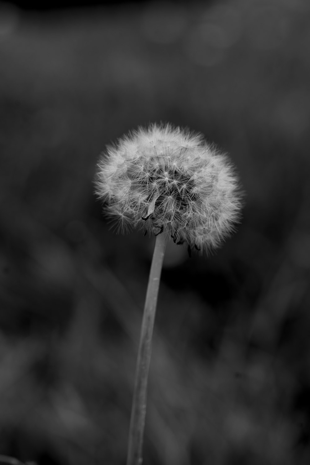 a black and white photo of a dandelion