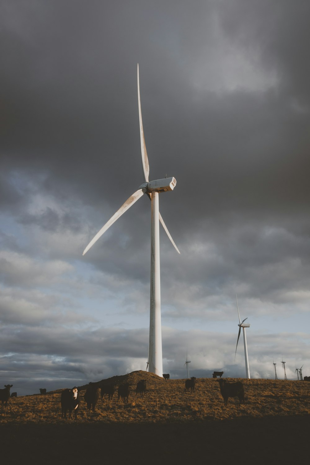 a group of cows standing in front of a wind turbine