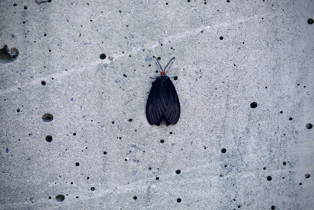 a small black insect sitting on a cement surface