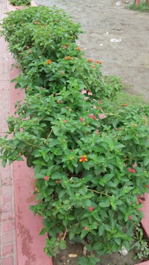 A lush green hedge adorned with small, vibrant flowers. The flowers are primarily red with some hints of orange and yellow, providing a lively contrast against the dense foliage. The hedge is bordered by a pink concrete path, adding a neat and structured appearance to the scene.