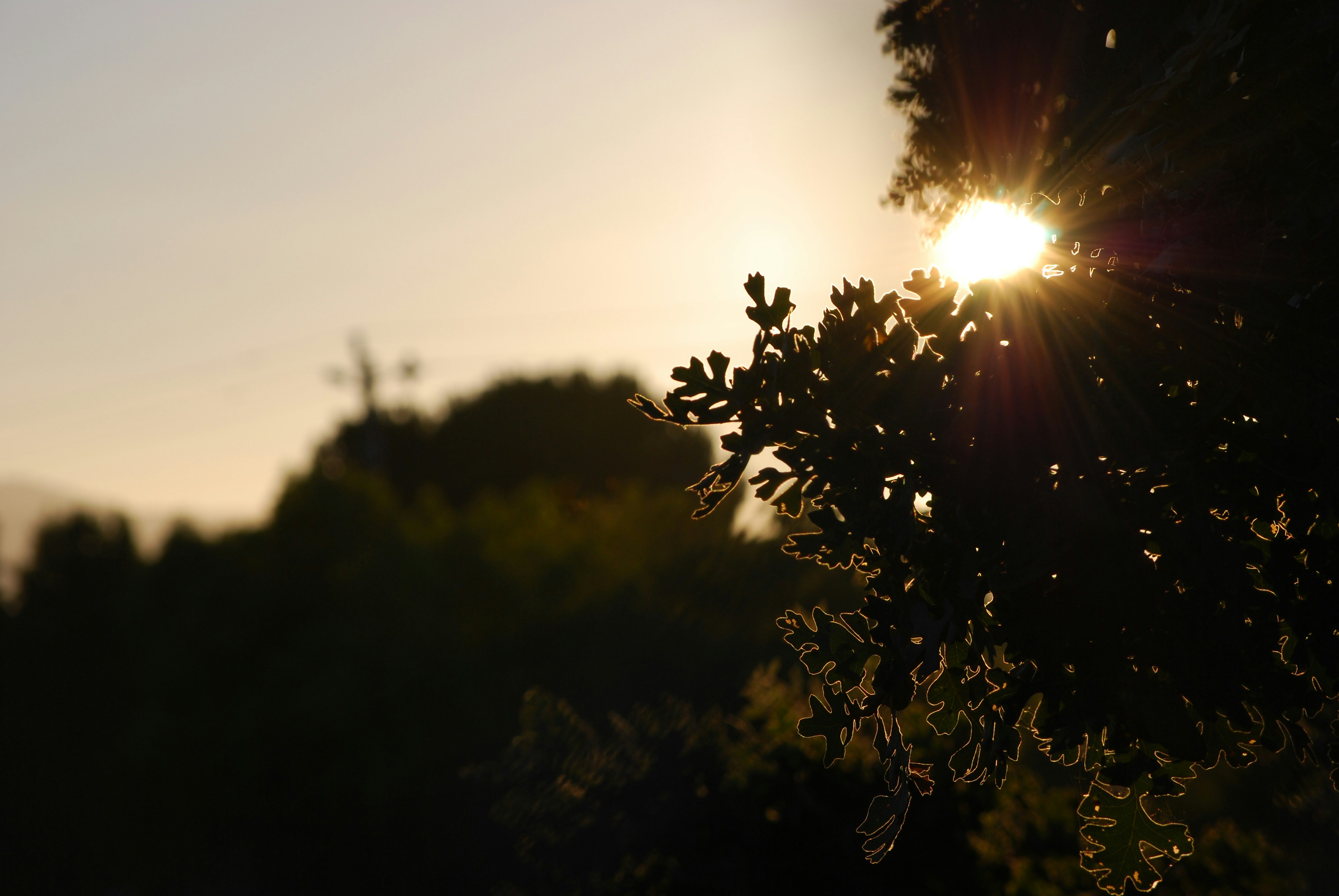 Picture of a sunset through a tree