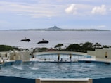 In an aquatic facility, two dolphins are in mid-air above a large pool, performing jumps while three trainers stand at the pool's edge, guiding the animals. The backdrop is the ocean with a distant shoreline and island visible under a partly cloudy sky.