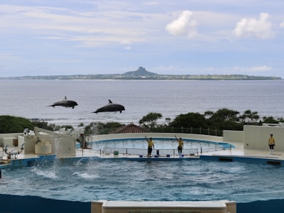 In an aquatic facility, two dolphins are in mid-air above a large pool, performing jumps while three trainers stand at the pool's edge, guiding the animals. The backdrop is the ocean with a distant shoreline and island visible under a partly cloudy sky.