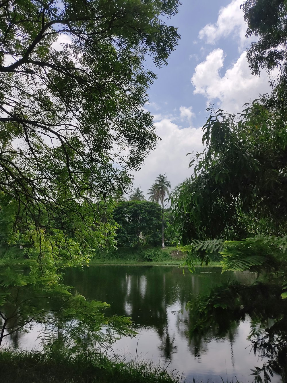 a body of water surrounded by lush green trees