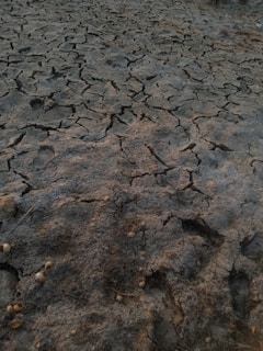 The image displays a cracked, parched earth surface, suggesting drought or dry conditions. The ground is composed of clay-like material with a network of deep fissures. A few scattered small pebbles or shells are present.