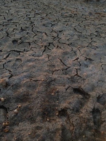The image displays a cracked, parched earth surface, suggesting drought or dry conditions. The ground is composed of clay-like material with a network of deep fissures. A few scattered small pebbles or shells are present.