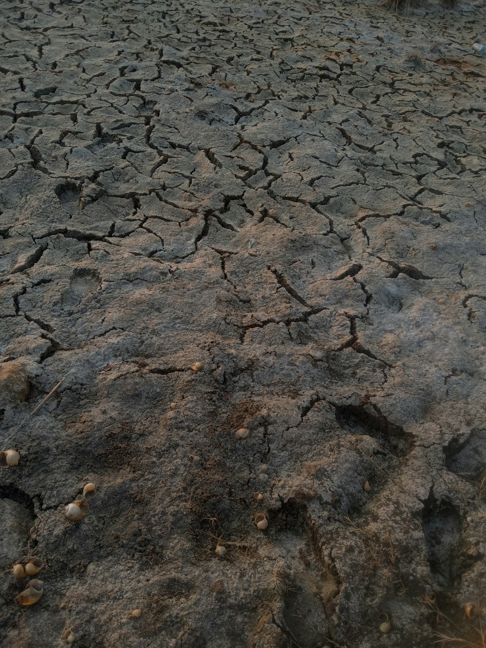 a bird is standing on a dry land