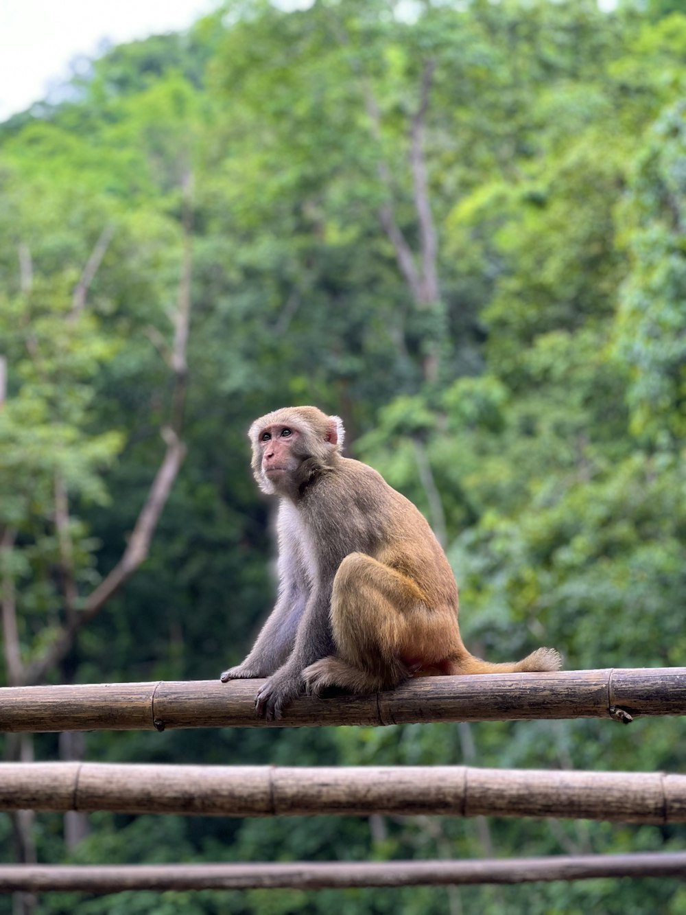 a monkey sitting on top of a wooden fence