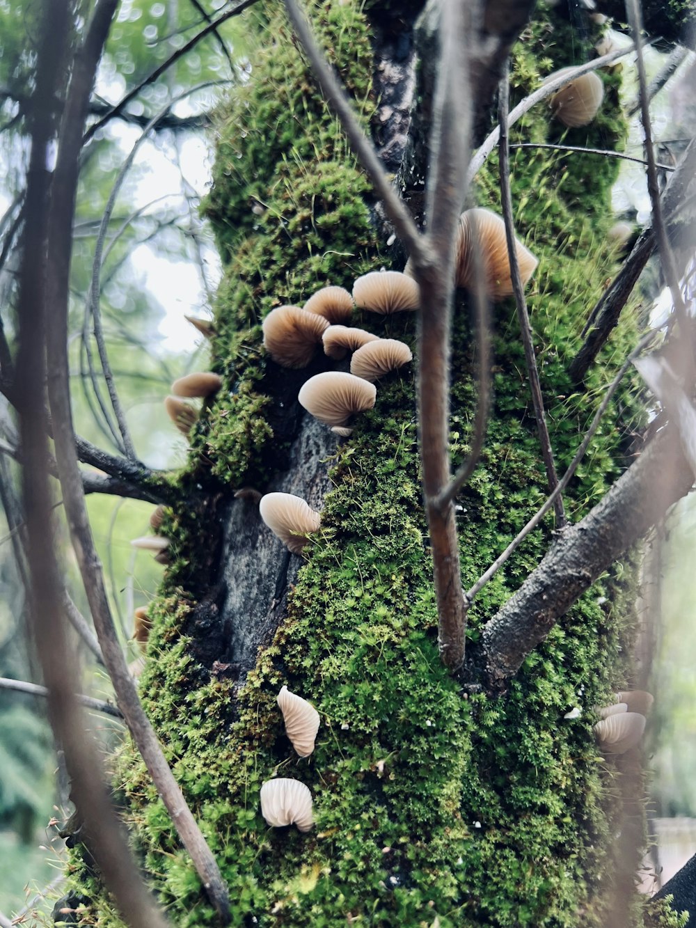 a moss covered tree with mushrooms growing on it