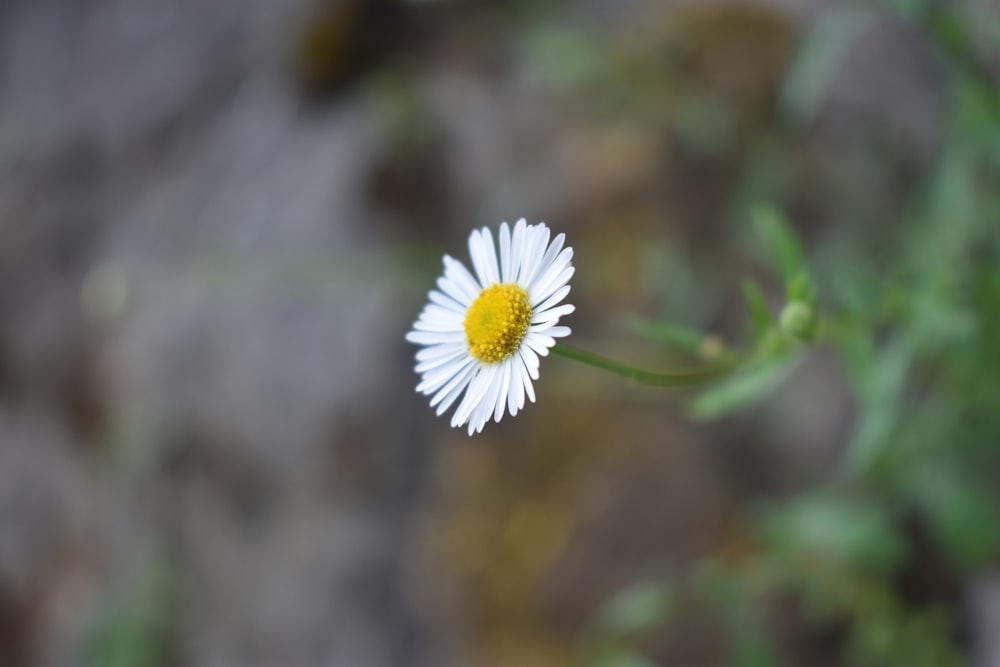 a single white flower with a yellow center