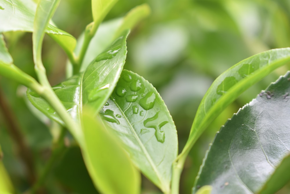 a green leaf with water drops on it