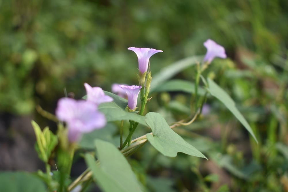 a close up of some purple flowers in a field