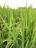 Close-up of ripe rice grains with morning dew drops.