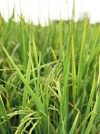 Close-up of ripe rice grains with morning dew drops.