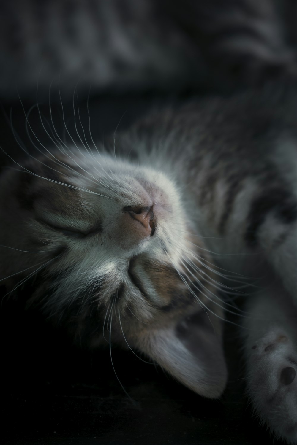 Un gato gris y blanco durmiendo boca arriba