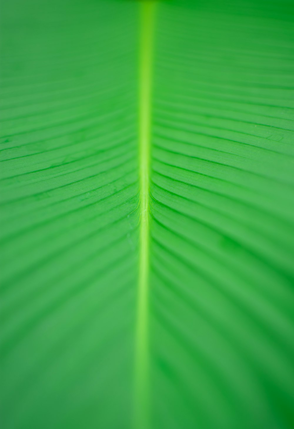 uma visão de perto de uma folha verde