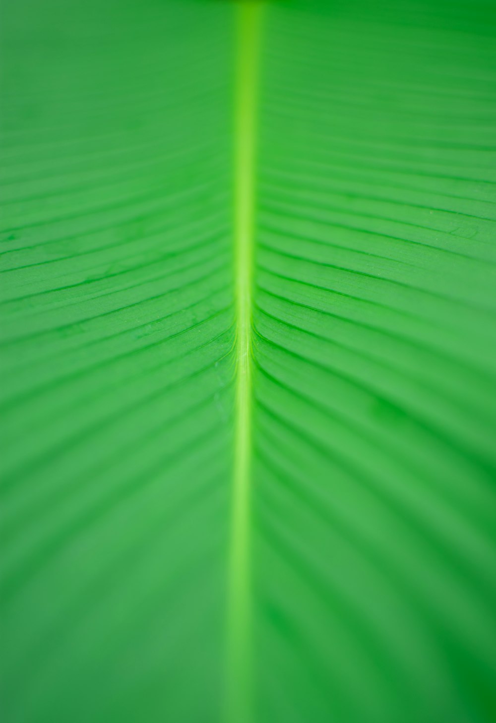 a close up view of a green leaf