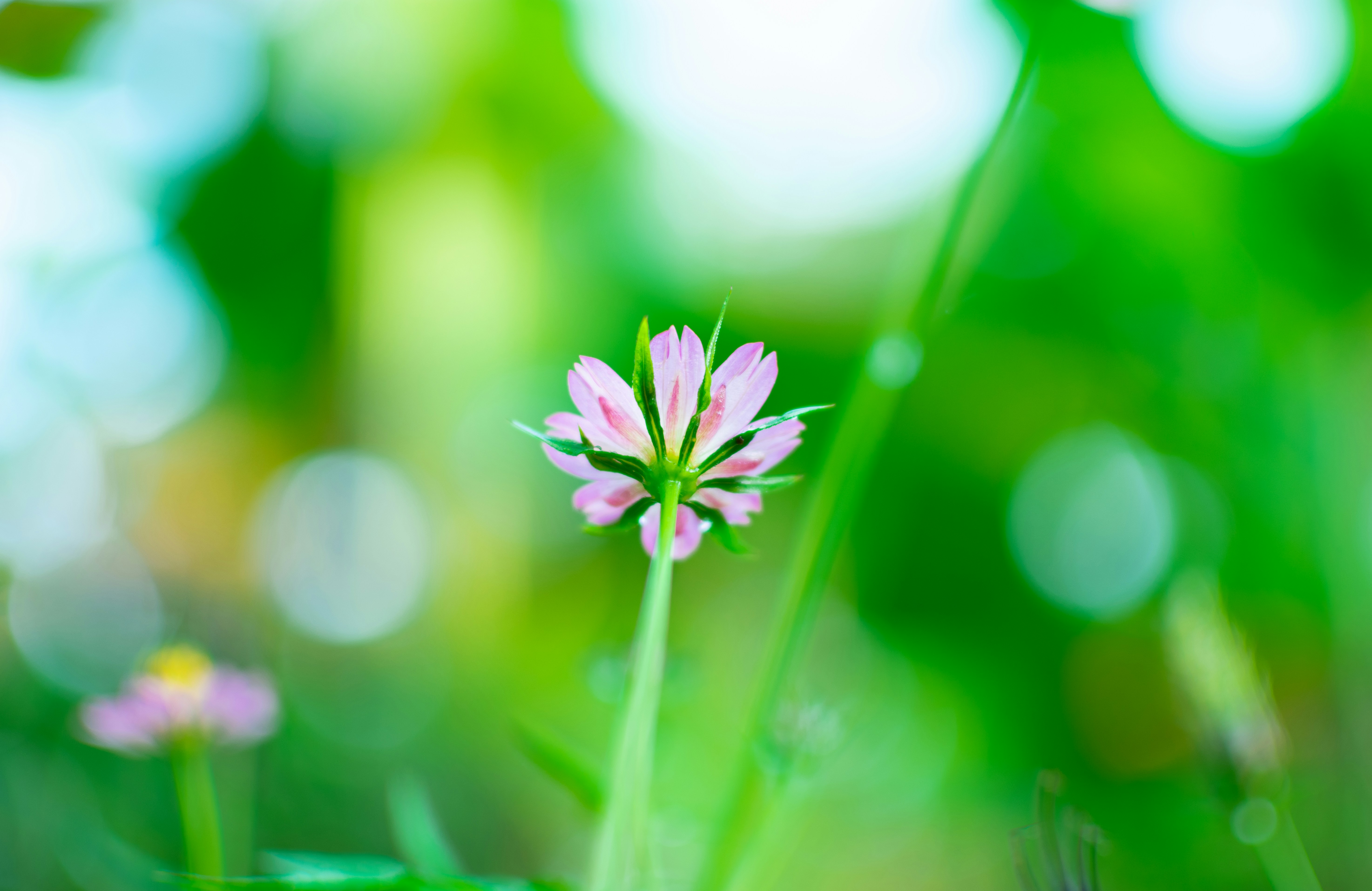 Photo by sunawang