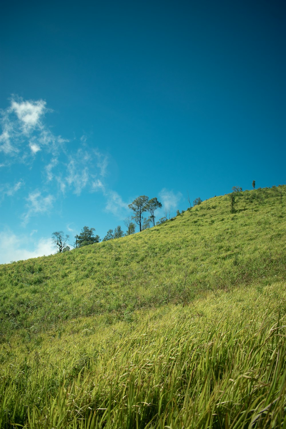 una collina erbosa con alberi in cima