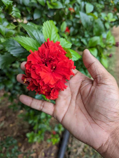Hand holding a bright hibiscus wellness shot adorned with fresh petals on a natural green backdrop