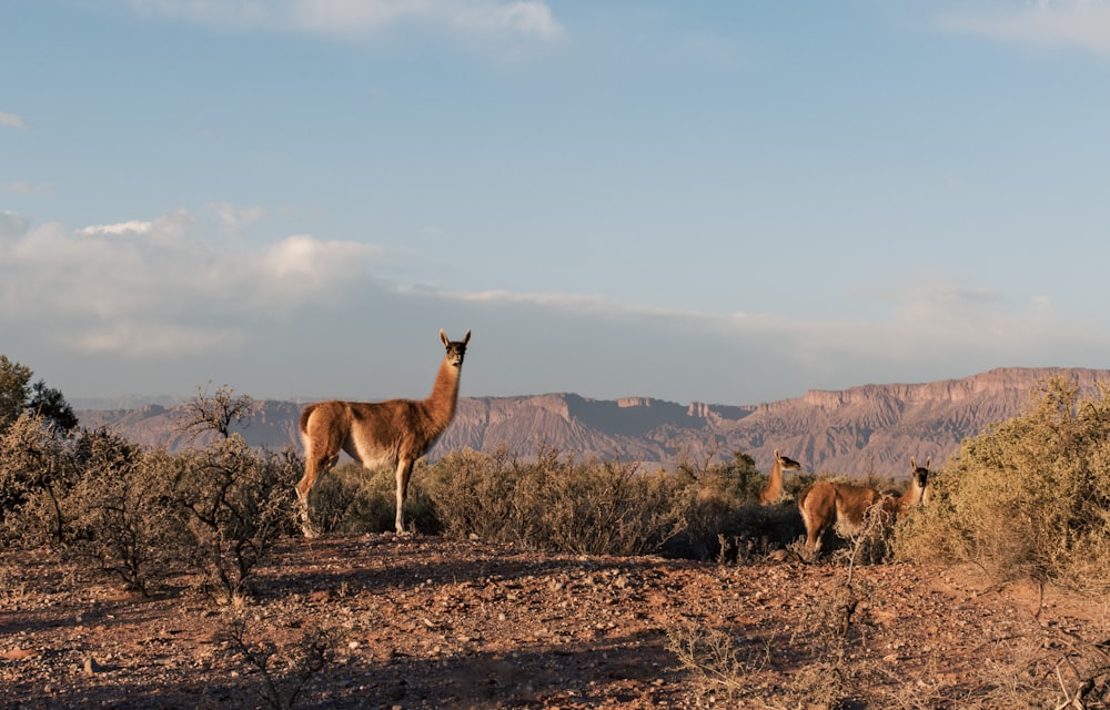 a couple of animals that are standing in the dirt