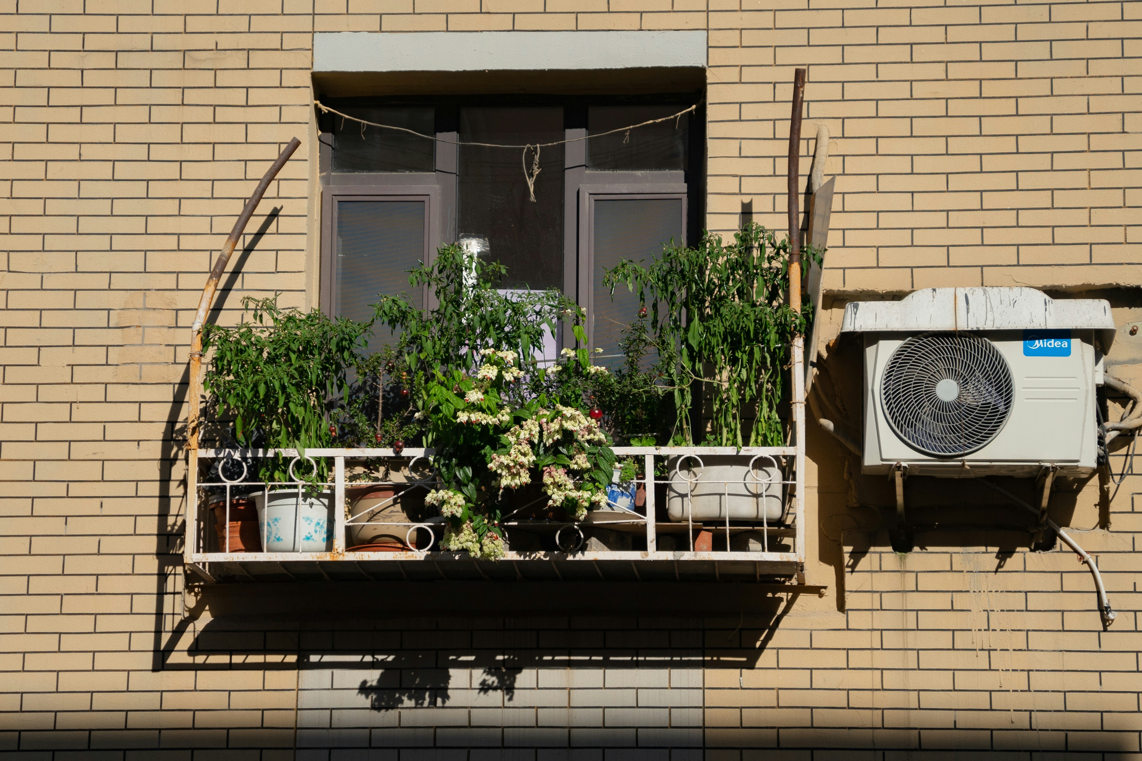 Urban Zen: Cultivate a Micro Garden for Mental Clarity